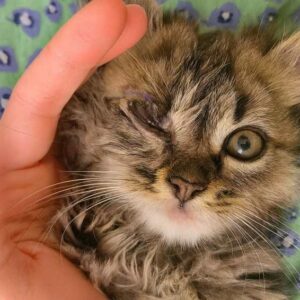 موچی خانوم🍥