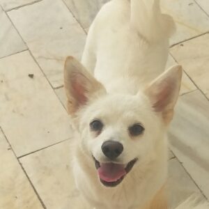 واگذاری رایگان توله پامرانین اشپیتز فقط هزینه واکسیناسیونش باشماست حتما متن اگهی وفرم تعهدرابینسه روبخونین بعد تماس بگیرین