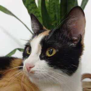 گربه ی ماده