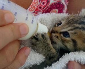 گربه نوزاد تا دوماهگی