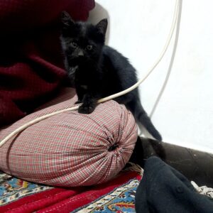 بچه گربه سیاه و تاکسیدو