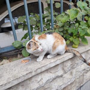 واگذاری گربه حدودا ۷-۸ ماهه ماده