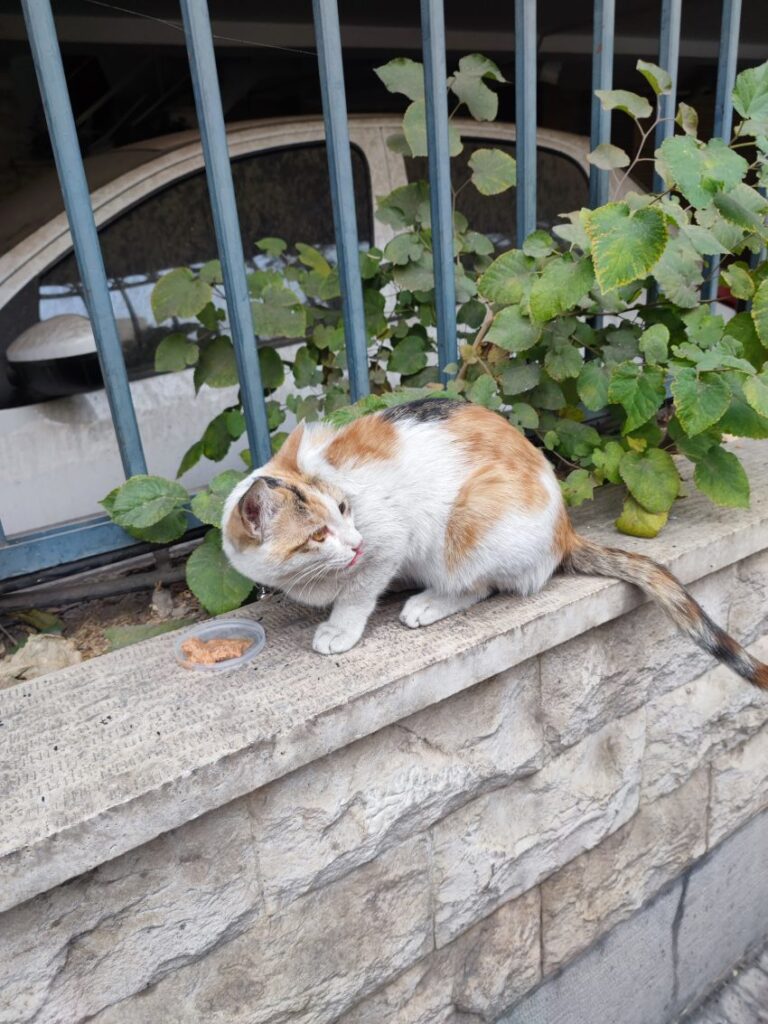 واگذاری گربه حدودا ۷-۸ ماهه ماده