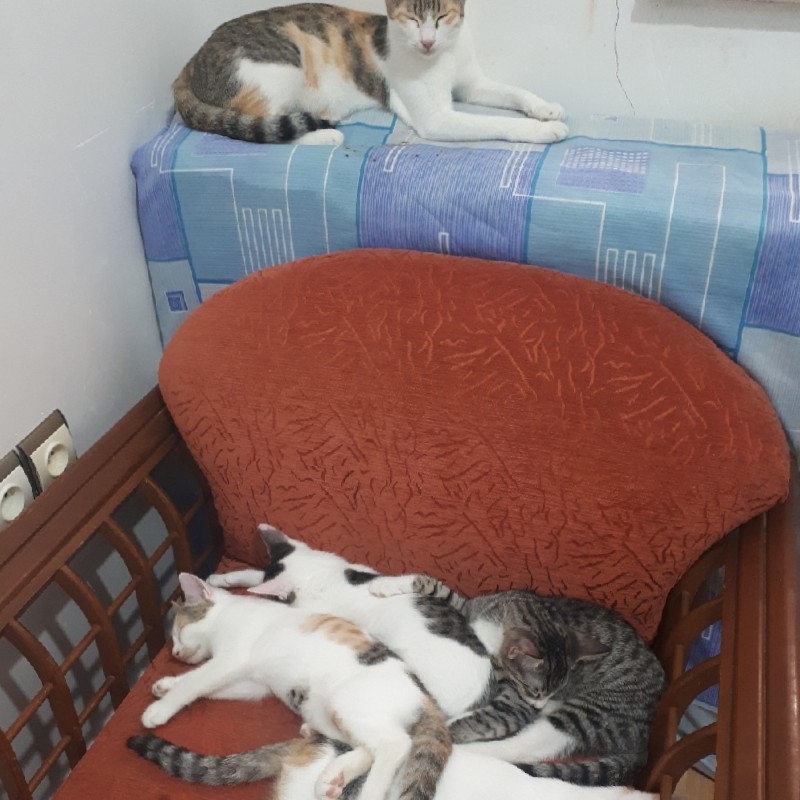 واگذاری گربه dsh