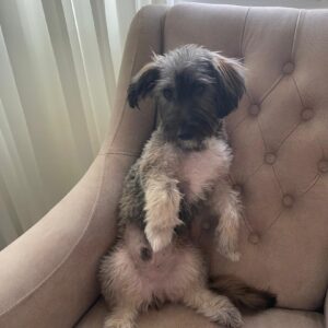 سگ شیتزو اشپیتز ۹ ماهه