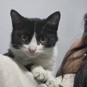 تیدا، دختر کوچولوی ماه