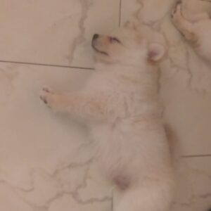 واگذاری رایگان توله پامرانین اشپیتز روباهی فقط هزینه واکسنهاش باشماست