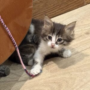 واگذاری پسر ۲ ماهه مهربون