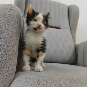 بچه گربه کوچولو  ناز