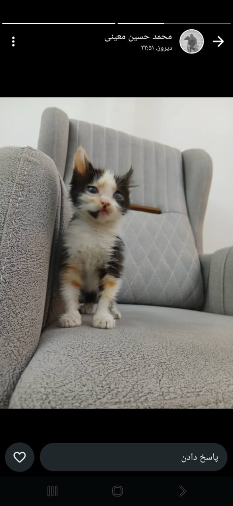 بچه گربه کوچولو  ناز