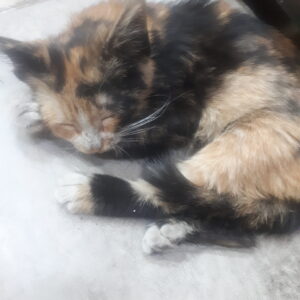 بچه گربه با نمک و با برکت