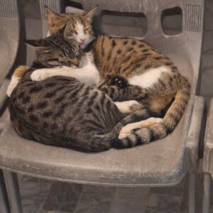 واگذاری طلا و مانی