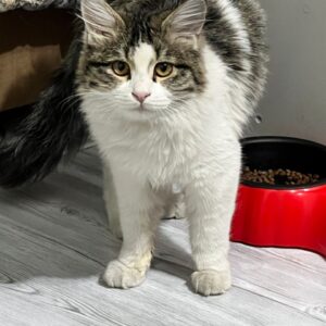 واگداری گربه DLHبه علت بیماری سرپرست