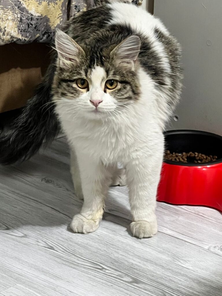 واگداری گربه DLHبه علت بیماری سرپرست