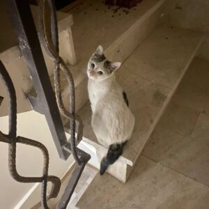 واگذاری گربه اسکاتیش