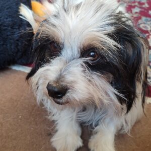 سک پیدا شده نژاد شیتزو