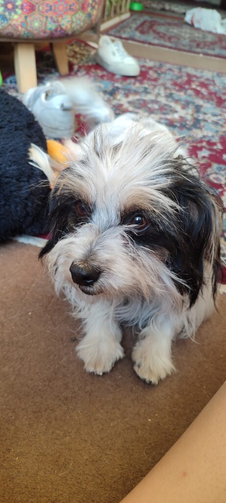 سک پیدا شده نژاد شیتزو