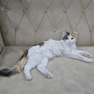 واگذاری گربه Dlh