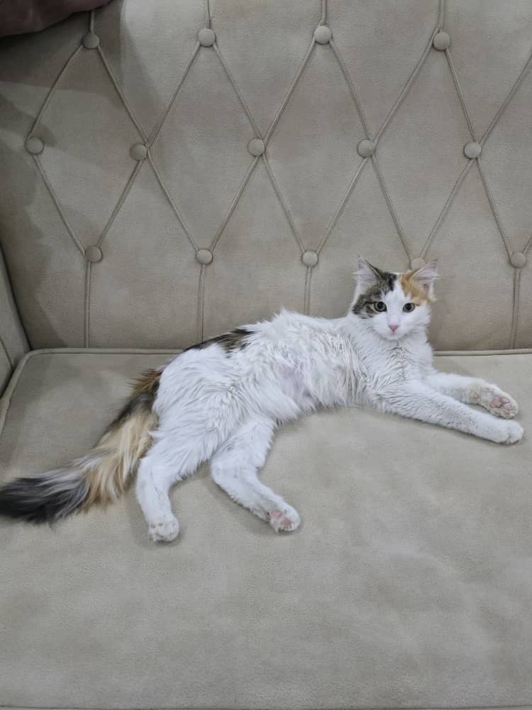 واگذاری گربه Dlh