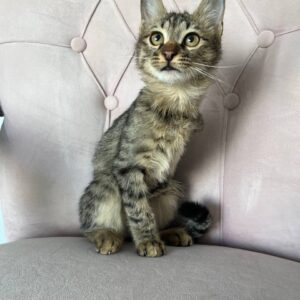 بچه گربه DSH استثنایی