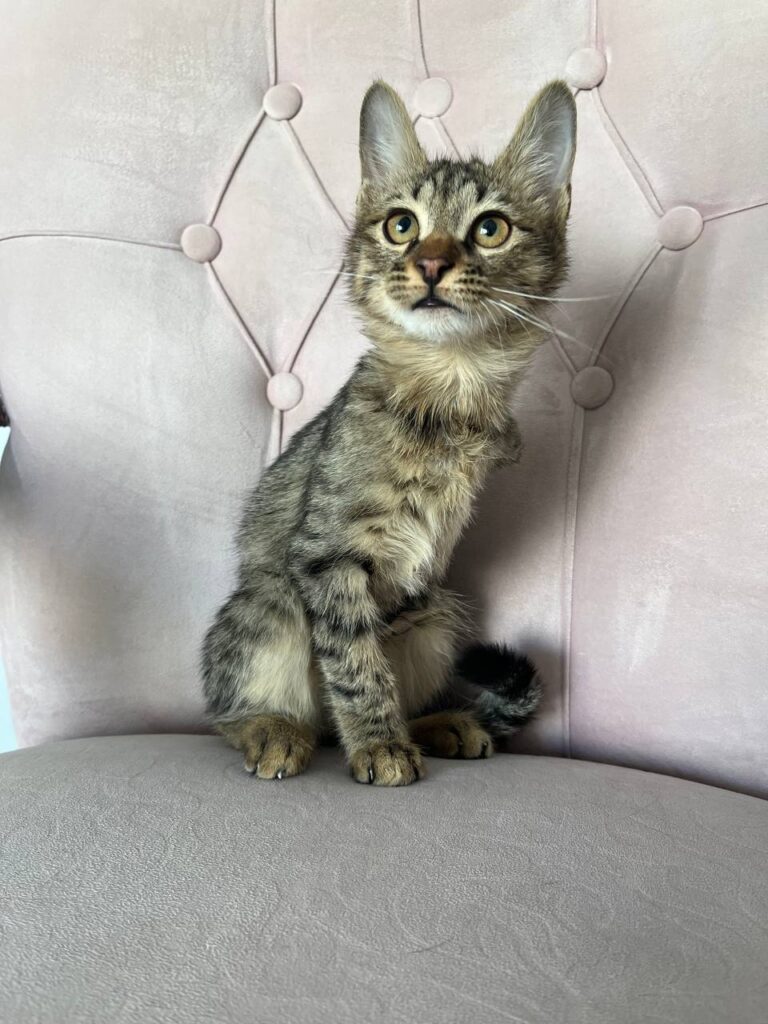 بچه گربه DSH استثنایی