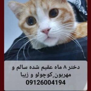 دختر ۸ ماه عقیم مهربون دستی