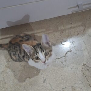 گربه دختر مهربان و ناز