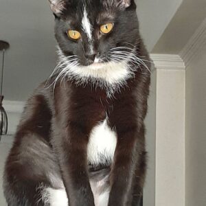 واگذاری گربه