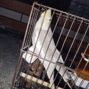 عروس هلندی گمشده