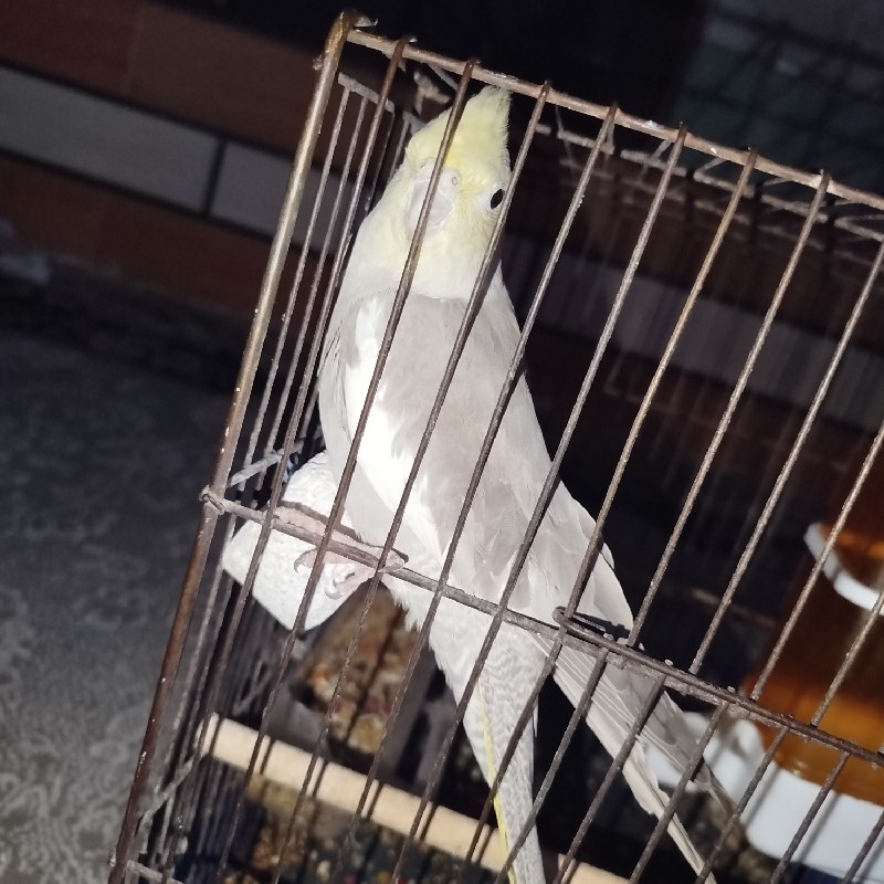 عروس هلندی گمشده