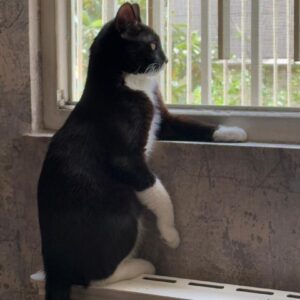 واگذاری آقای مخمل