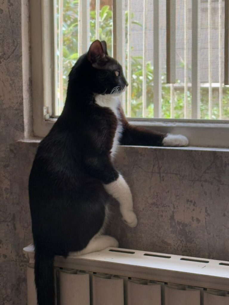 واگذاری آقای مخمل