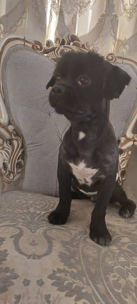 گمشده در شهرک بهشتی تهران