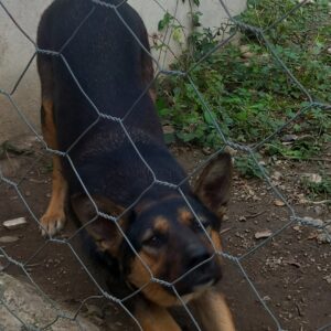 سگ ژرمن_تازی