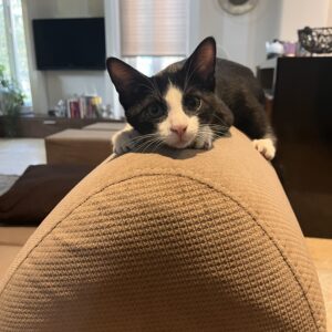 واگذاری گربه تاکسیدو