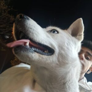 هاسکی آلاسکایی