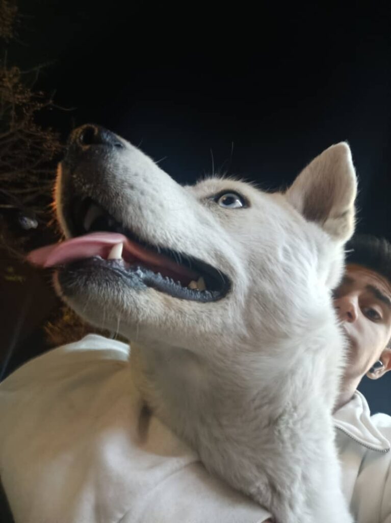 هاسکی آلاسکایی