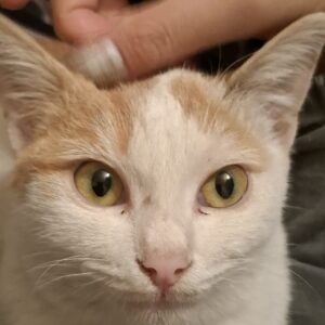 واگذاری بچه گربه دی اس اچ