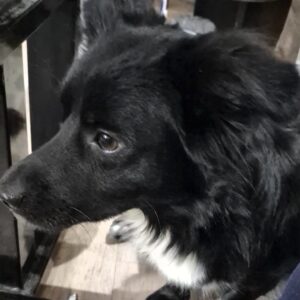 واگذاری سگ اشپیتز نر رایگان