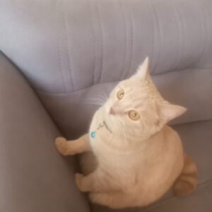 واكذاري كربه كرج كيانمهر