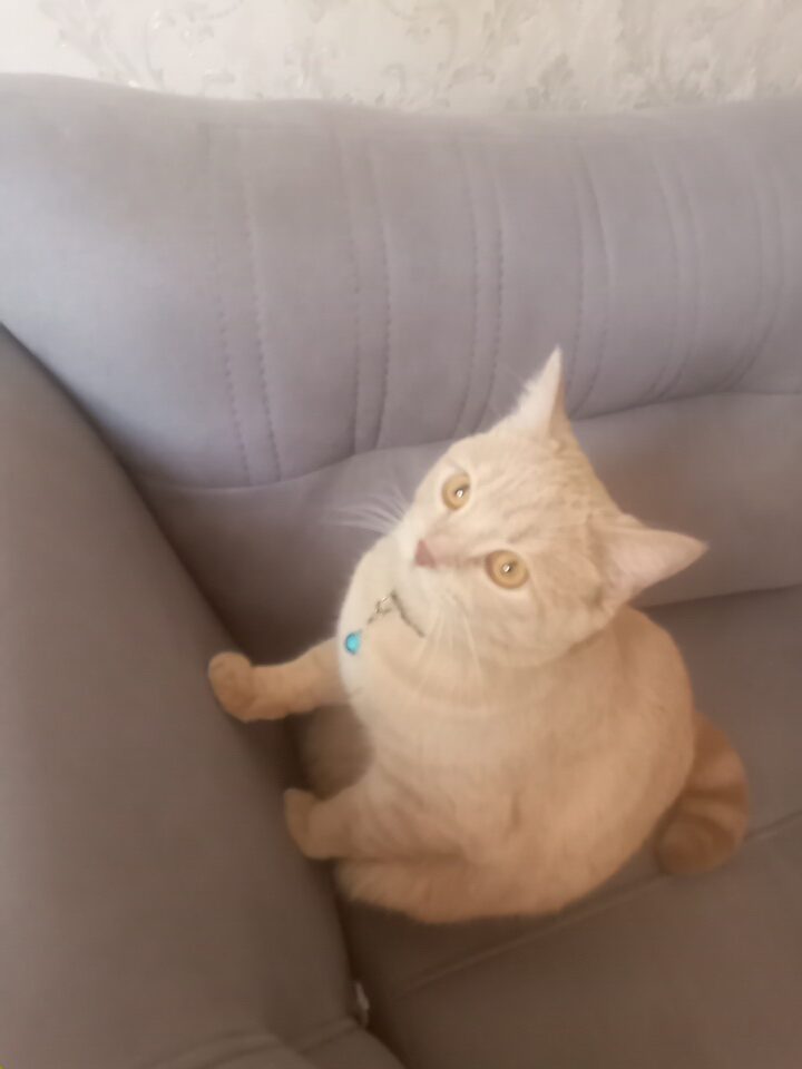 واكذاري كربه كرج كيانمهر