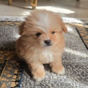 پامرین عروسکی