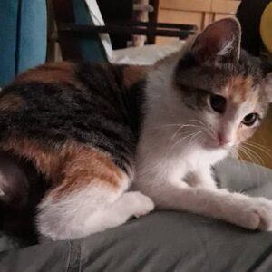 واگذاری گربه کوچک ماده