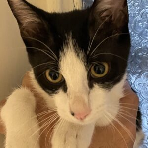 dshبازیگوش و به شدت با هوش