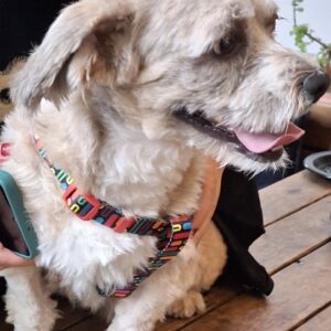 نیاز به سرپرست