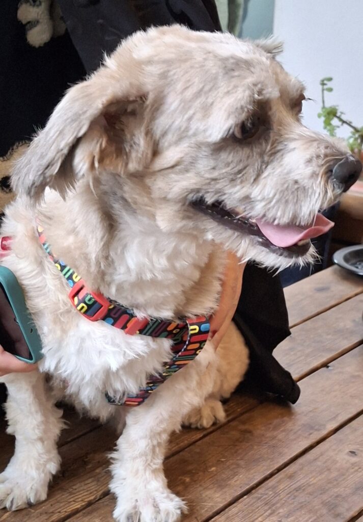 نیاز به سرپرست