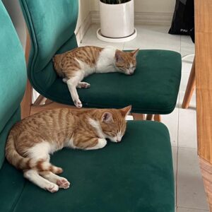 ۲عدد بچه گربه dsh