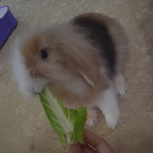 آقا پسر خوشگل ما دنبال یه مامان بابای خوب هست