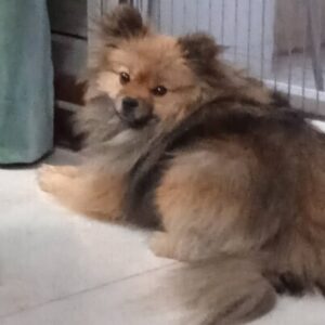 سگ آپارتمانی