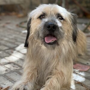 رهاشده جهت واگذاری